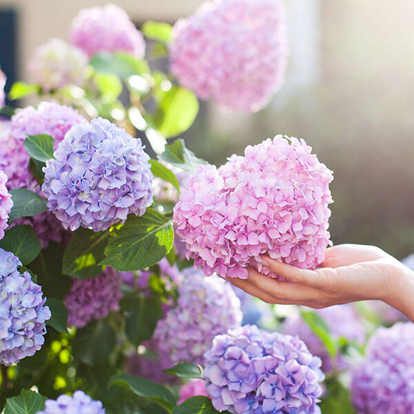 landflair hortensien richtig schneiden 600x600